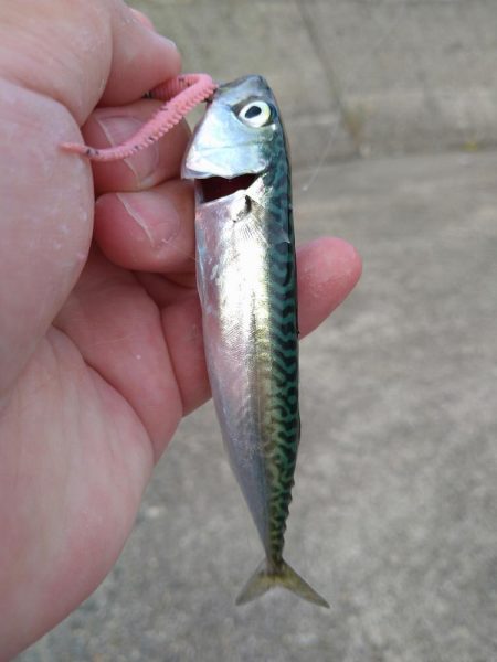 豆サバが湧いていた